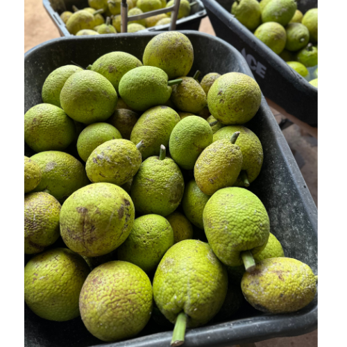 Ulu ( Breadfruit ) Flour 12 oz