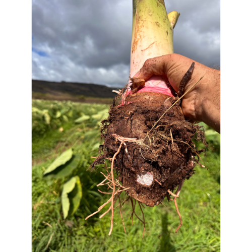Kalo (Taro) Flour 12oz